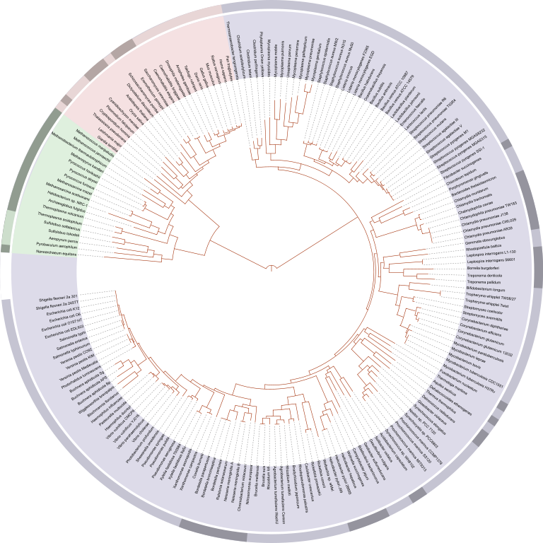 phylogenetic tree